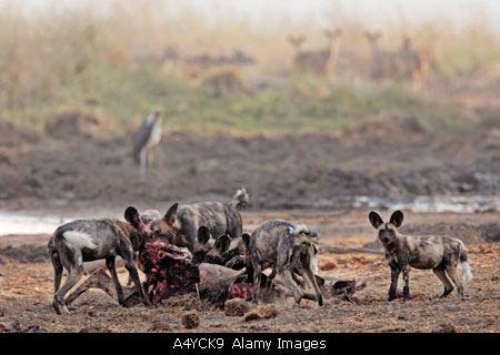 弱肉强食的生死瞬间[图]_商人论坛_阿里巴巴