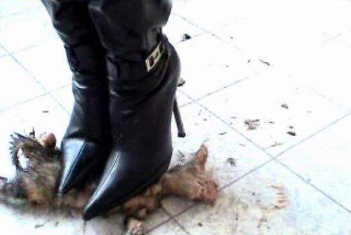 主题:再现美女虐猫惨案!(组图)