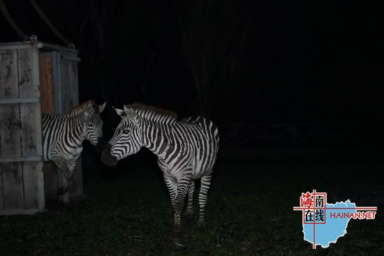 又上新了！海南热带野生动植物园迎来一批远道而来的动物朋友