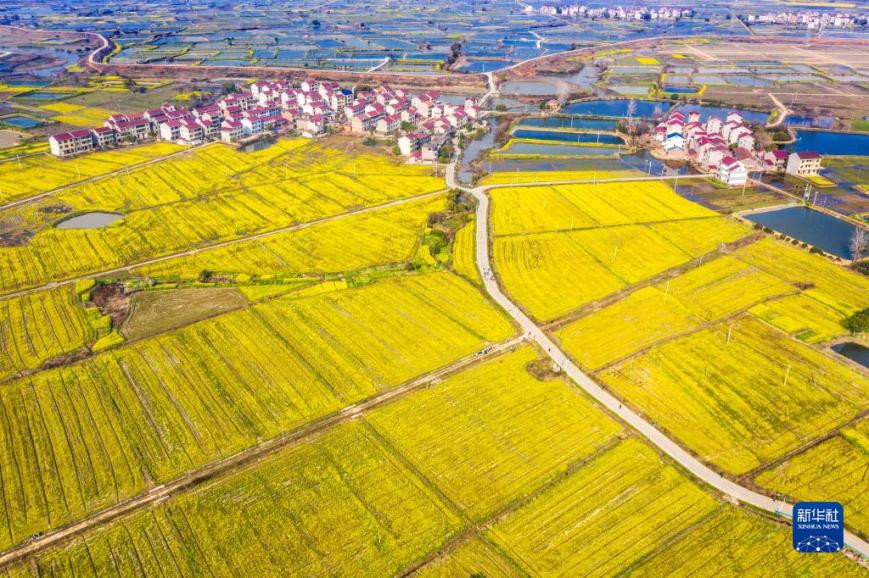 江西樟树：油菜花开春意浓