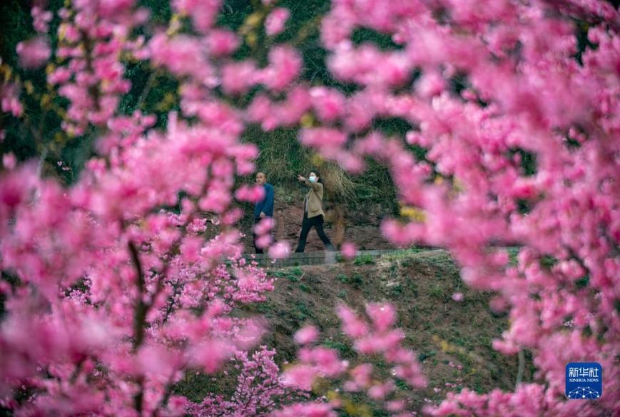 云南曲靖：樱花烂漫