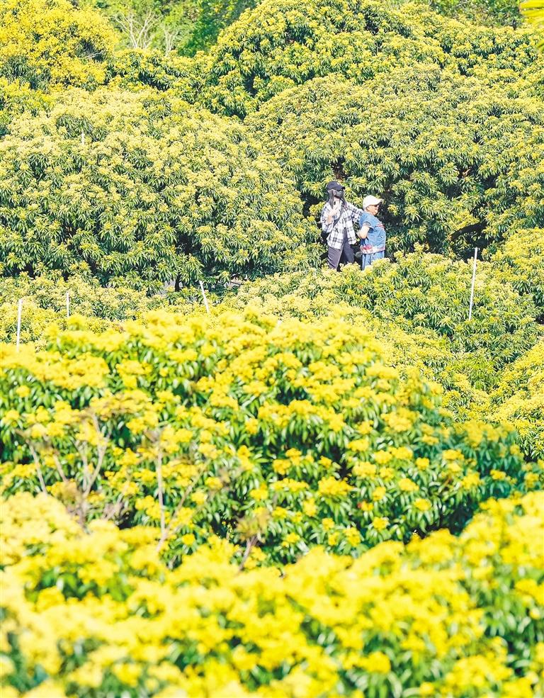 海南水果花开春烂漫 一起徜徉果树花海中