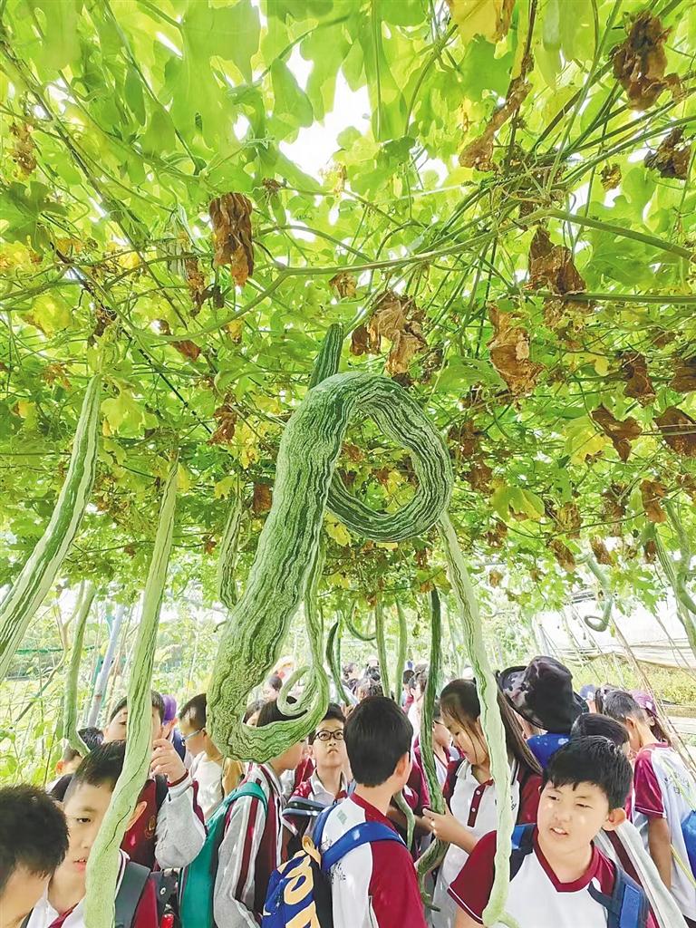 来海南 体验太空田园生活