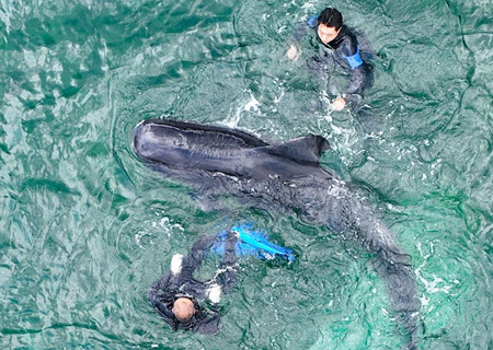 领航鲸“海棠”放生前