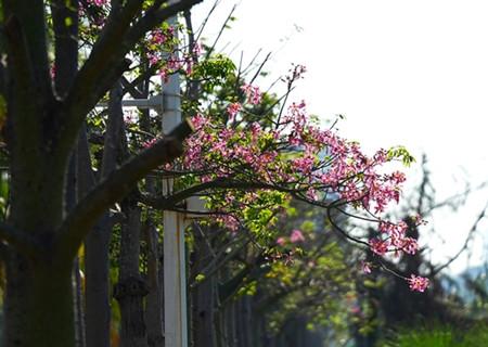 长新枝、开花……海口