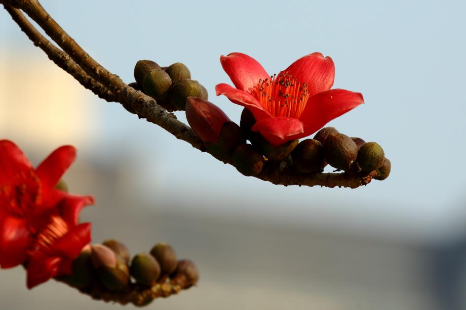 昌江：木棉花开醉游人