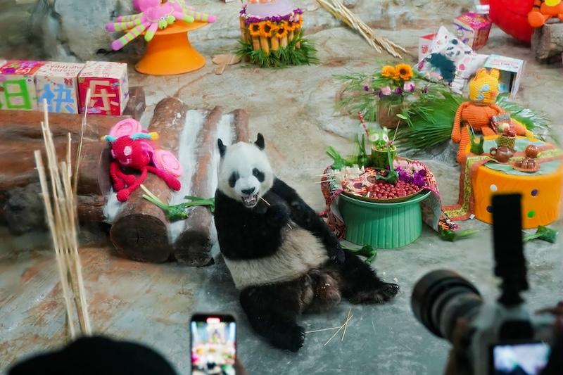 “贡贡”“舜舜”十二周岁啦！海野举办第七届国际熊猫粉丝节