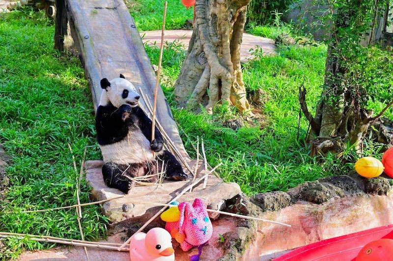 熊猫兄弟贡贡、舜舜登岛七周年啦！海野举办隆重纪念活动