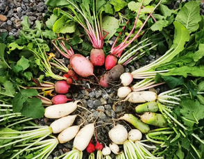 海南小寒这样养生最好