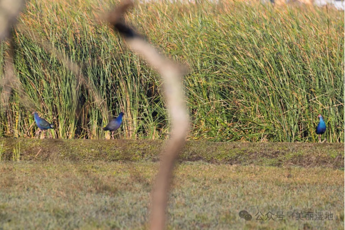 是时候来昌江观鸟啦!这里包出片→