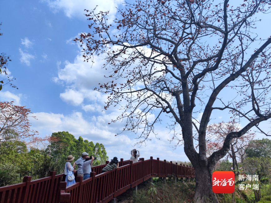 昌江:把“花”样玩大 “赏花”这件事从一季延伸到四季