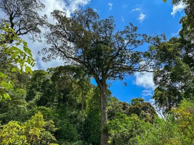 左手赶海拾贝，右手踏青赏花，这才是3月陵水的正确打开方式