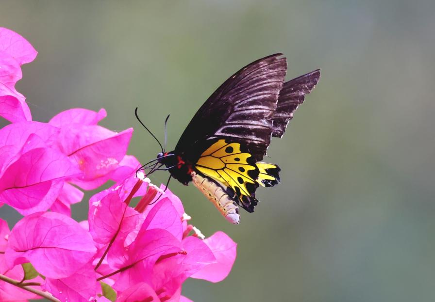 海南昌江海尾国家湿地公园首次记录到裳凤蝶