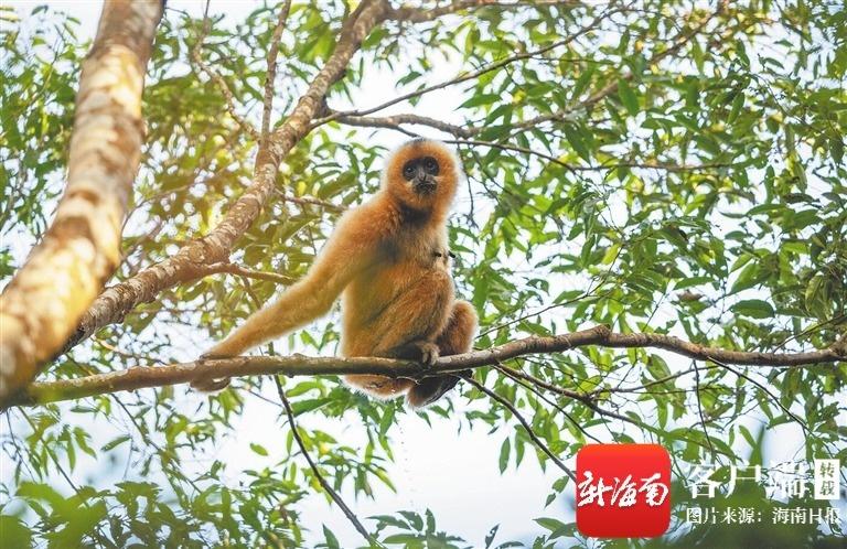 萌兽出山——国家公园旗舰物种的奇妙生活