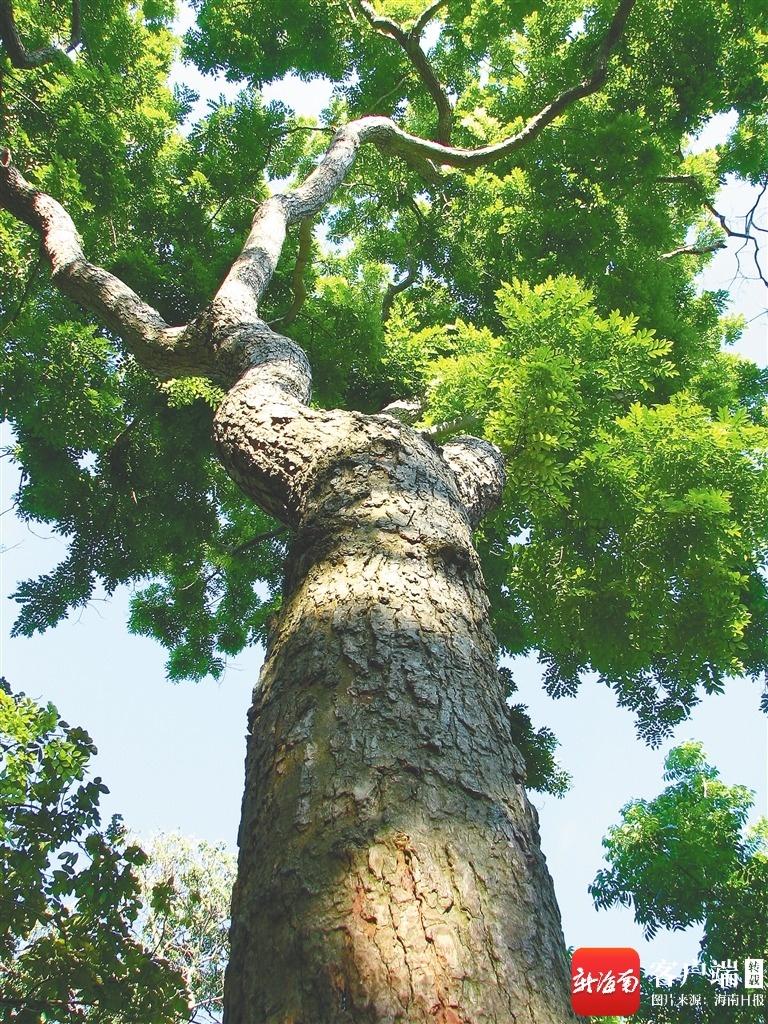 春遇两树一花_海南(图1)