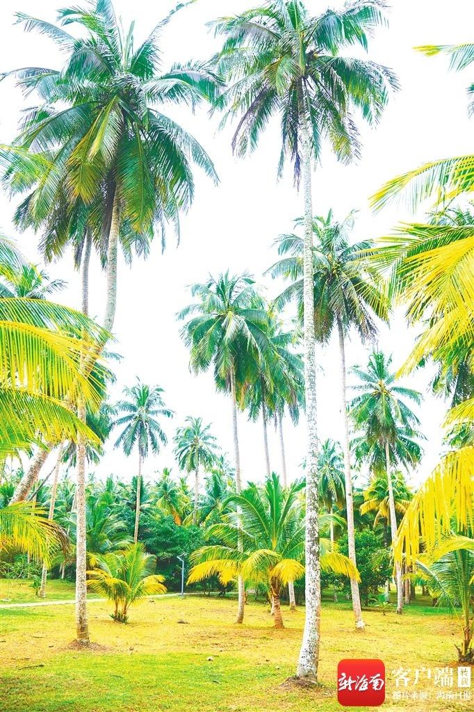 春遇两树一花_海南(图2)