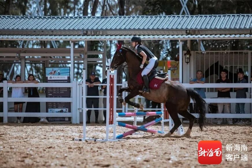当马术遇见椰风海韵！2026海南国际马术文化交流赛陵水举行