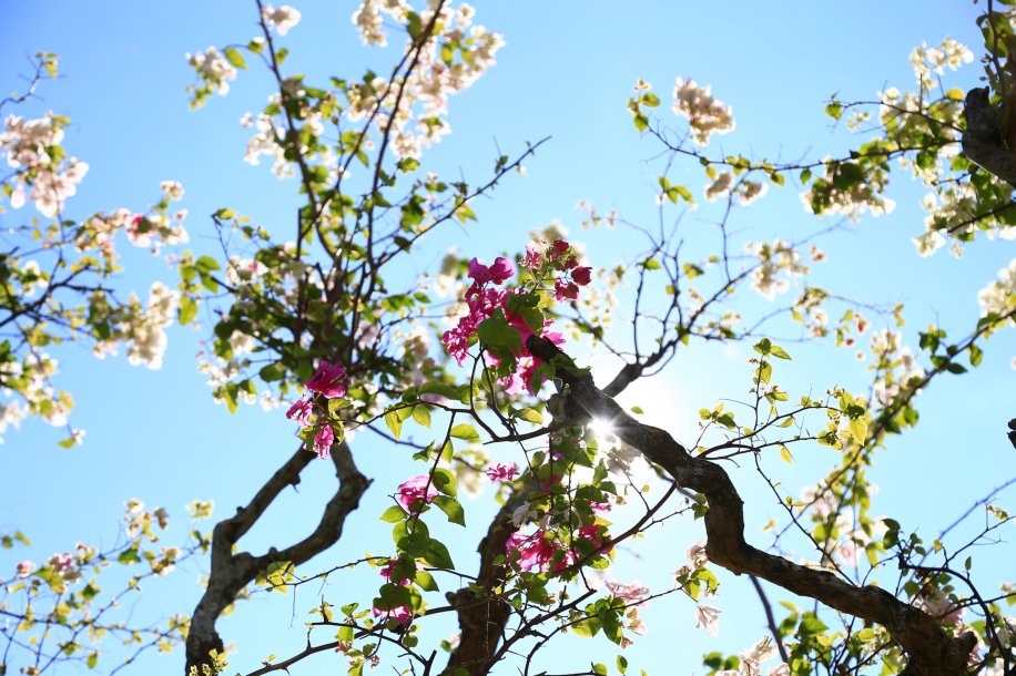 手把手教学！拍出刷屏朋友圈的海南花海大片
