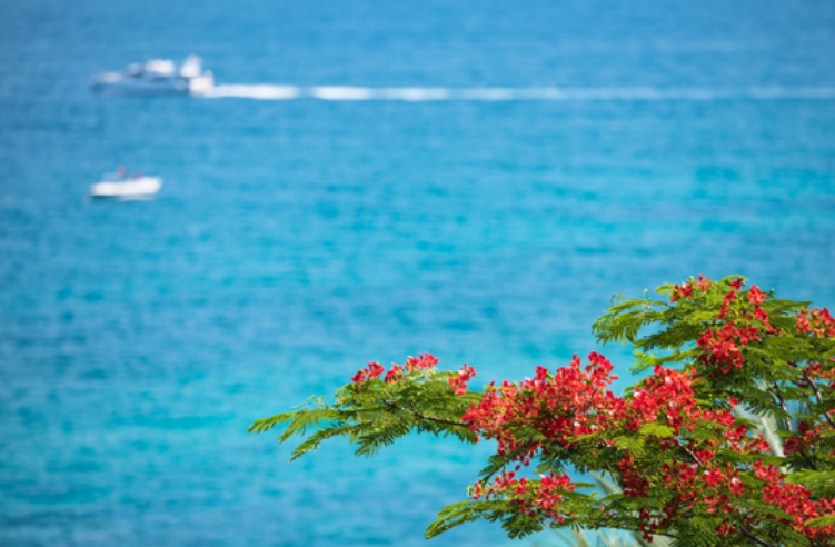 颜值已达巅峰 送你一抹陵水春色，快来打卡