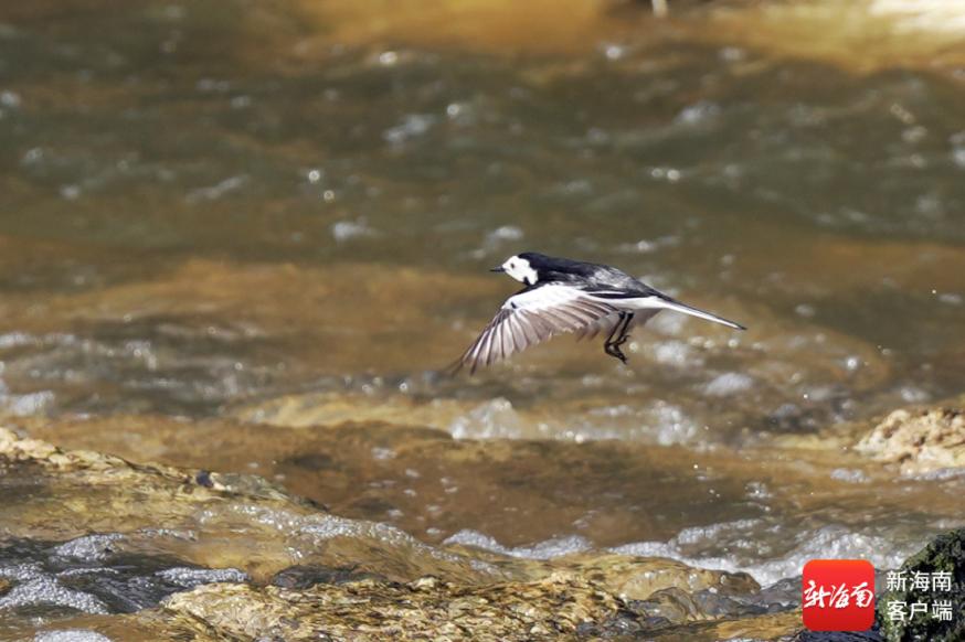海口五源河湿地公园变身“鸟界T台”，谁是最靓的仔?