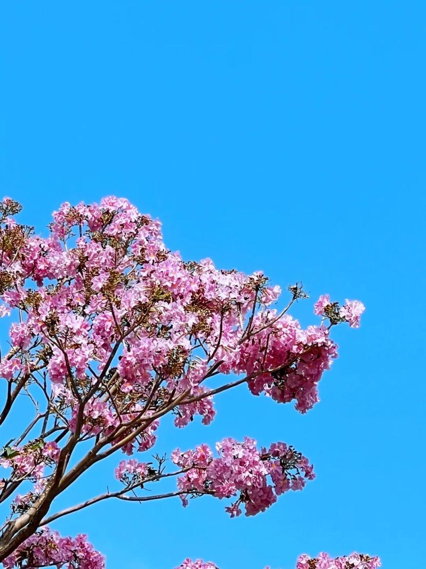 东方紫花风铃木进入盛放期 粉色花海扮靓街头