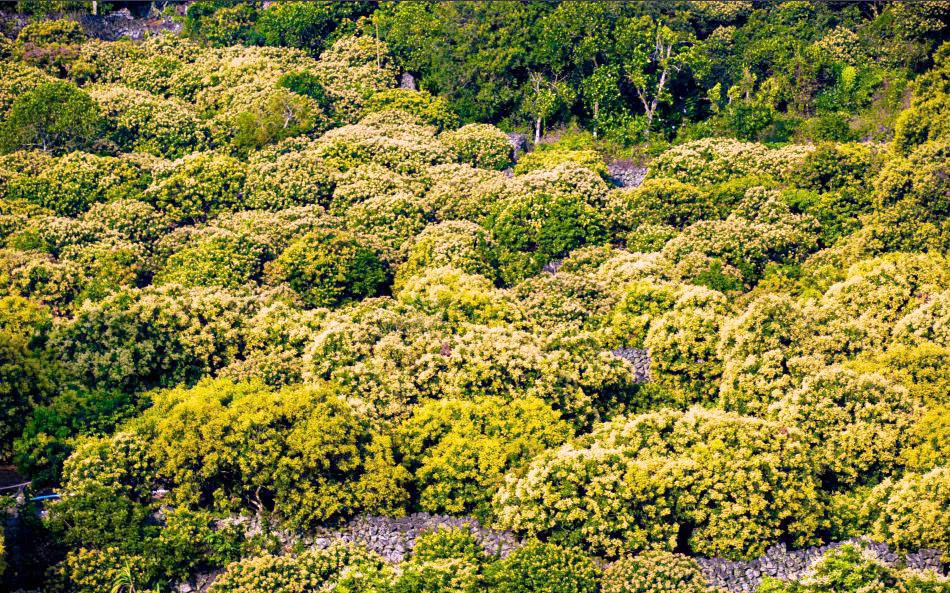 一路繁花赴春约！海南创新解锁多元春游场景