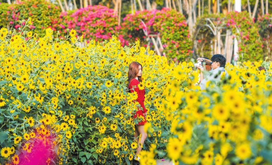 海口“赏花经济”绘就农文旅融合新画卷