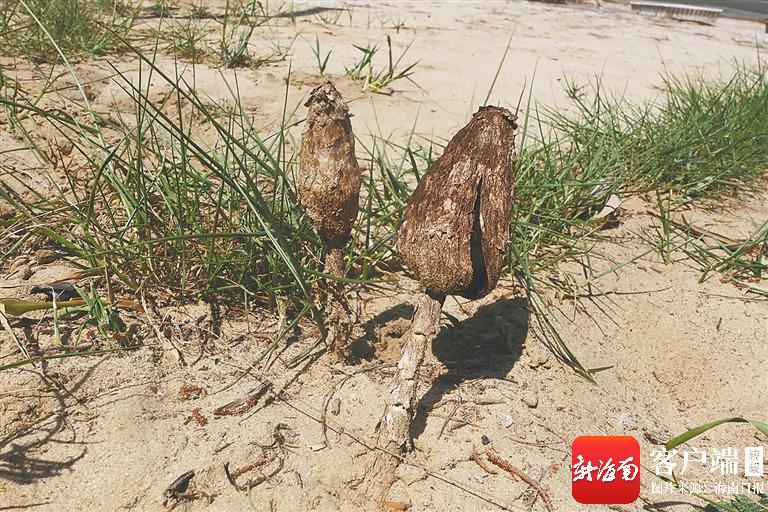 “捂脸”生长的沙滩勇士！海南发现真菌新物种