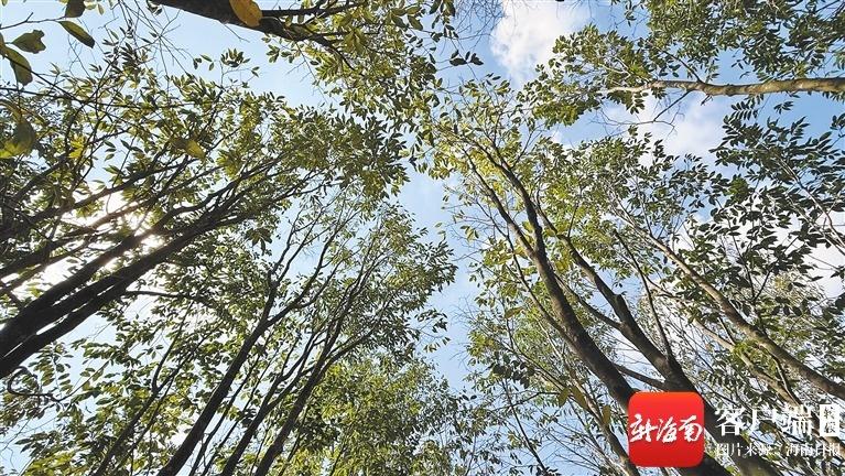 十年守树，为等一缕