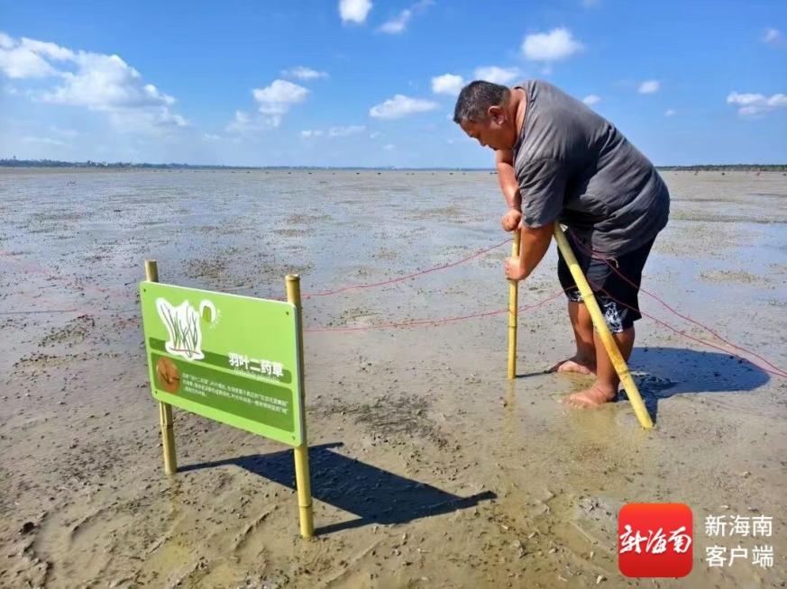 从“靠海吃海”到“守海兴村” 海口北港岛守护家门口的“金