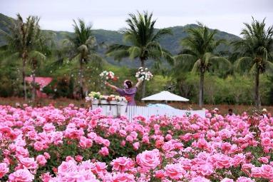 2026三亚玫瑰文化季发布打卡攻略 六大点位营造浪漫氛围