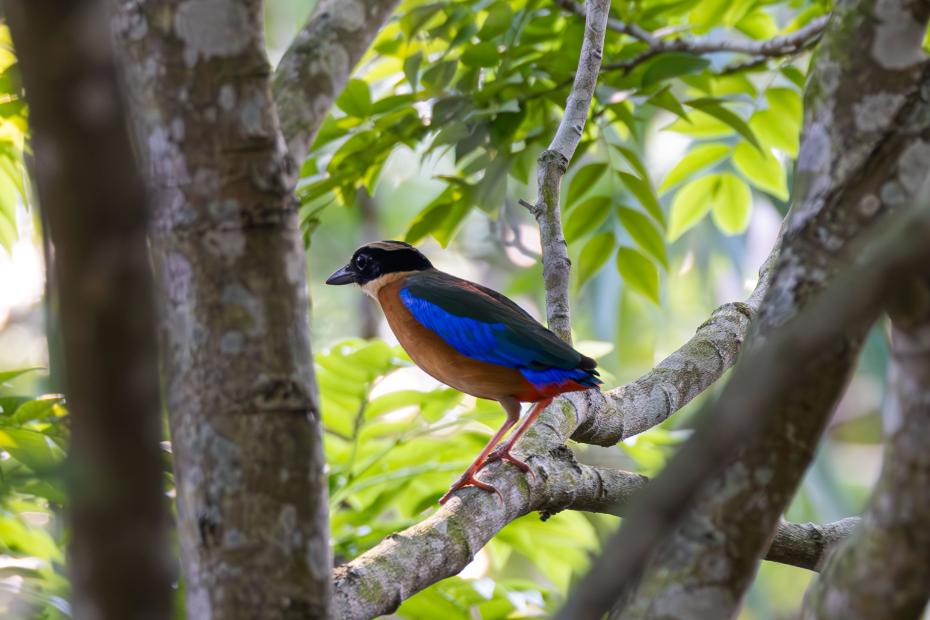 昌江首次记录国家二级重点保护野生动物蓝翅八色鸫