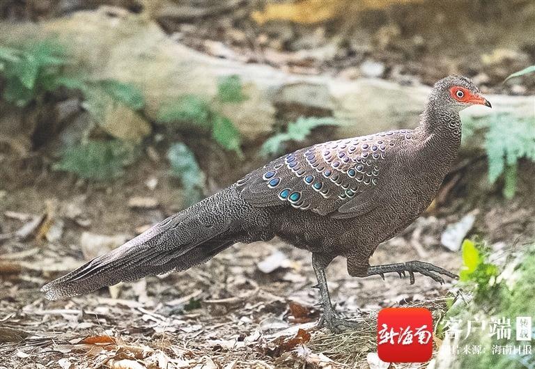琼岛城间觅飞羽 海南鸟类分布密码：一方水土一方鸟