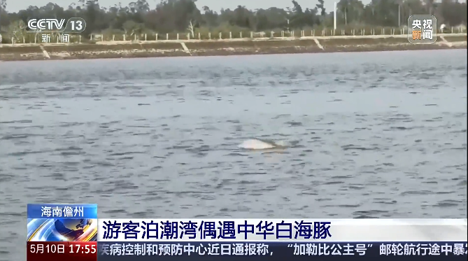 中华白海豚现身儋州泊潮湾，游客偶遇直呼“太幸运”