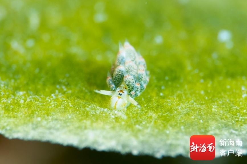 罕见物种叶羊海蛞蝓，现身三亚蜈支洲岛海域