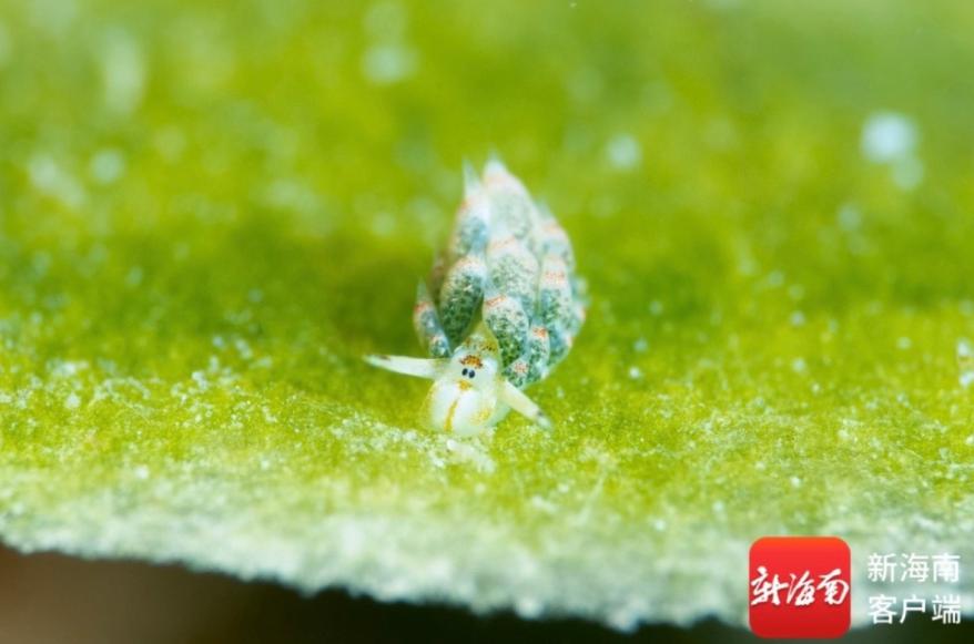 罕见物种叶羊海蛞蝓，现身三亚蜈