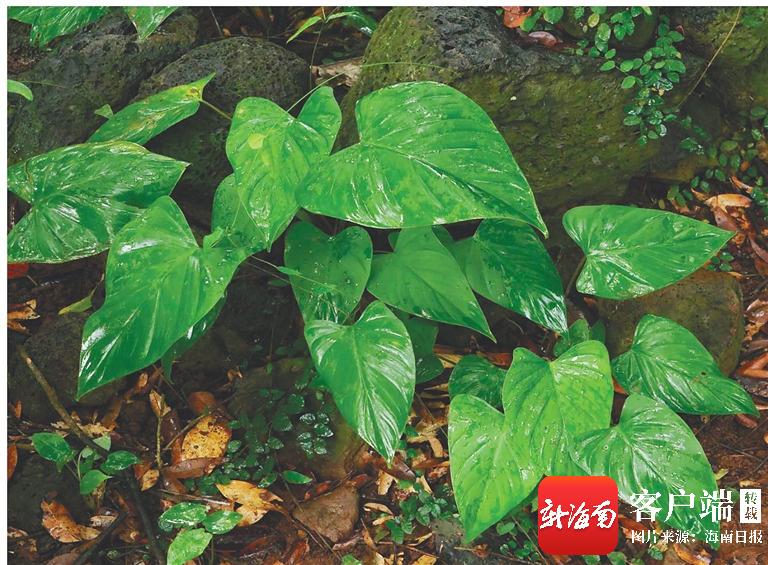 濒危植物海南千年健90年后又被发现
