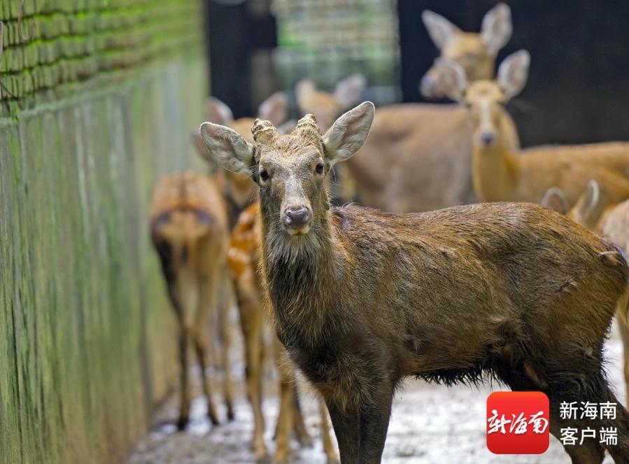 “双节”来屯昌枫木鹿场：寻宝、看鹿、赏猴！