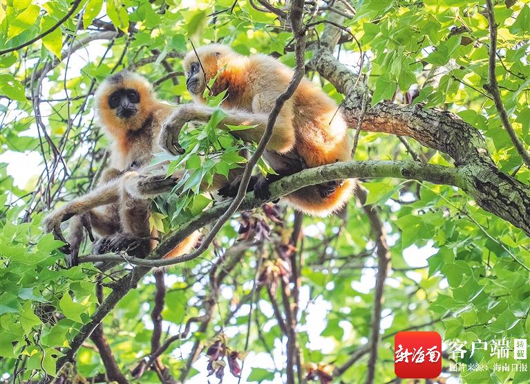 海南长臂猿成全球长臂猿中唯一持续增长种群
